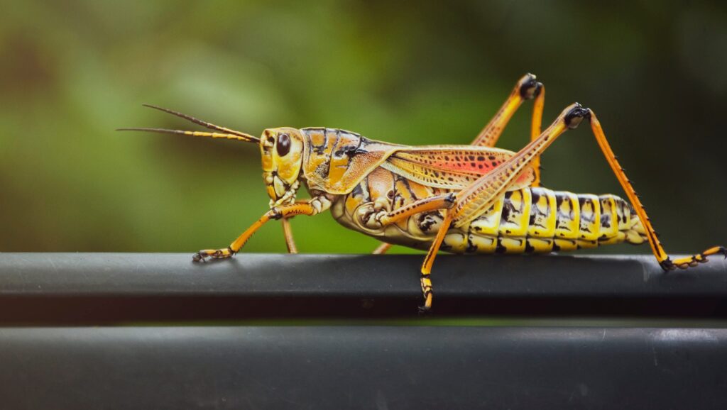 Shows what an Eastern lubber grasshopper looks like.