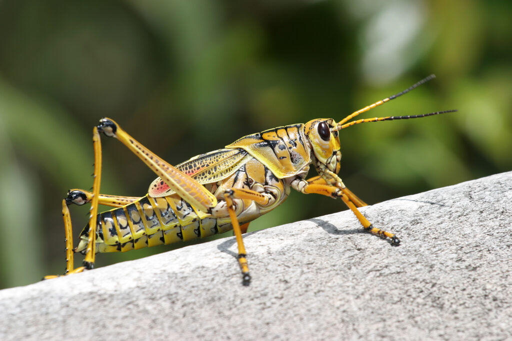 A grasshopper.