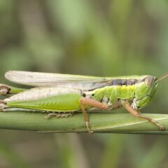 A green grasshopper.