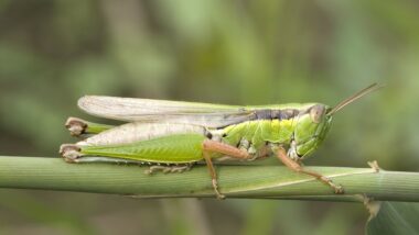 A green grasshopper.