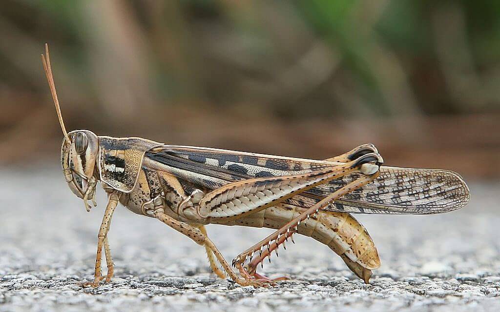 A locust.