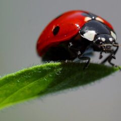 A ladybug on a leaf.