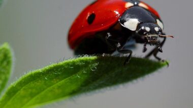 A ladybug on a leaf.