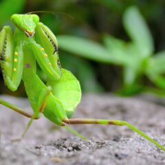 A Mantis in a Striking Position