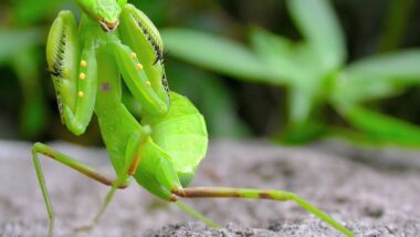 A Mantis in a Striking Position