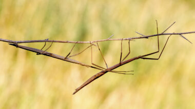 A brown Stick Bug hanging on a thin branch.