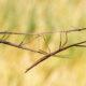 A brown Stick Bug hanging on a thin branch.