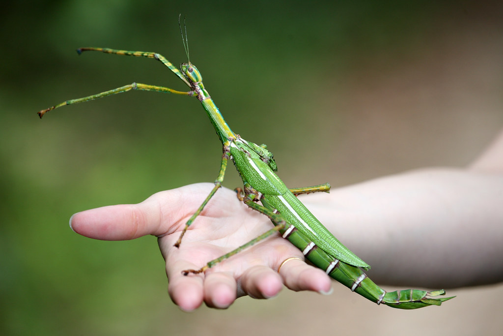 A giant green Goliath Stick Insect on someone's hand.