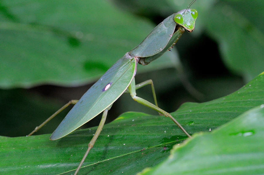 Giant Asian Shield Mantis