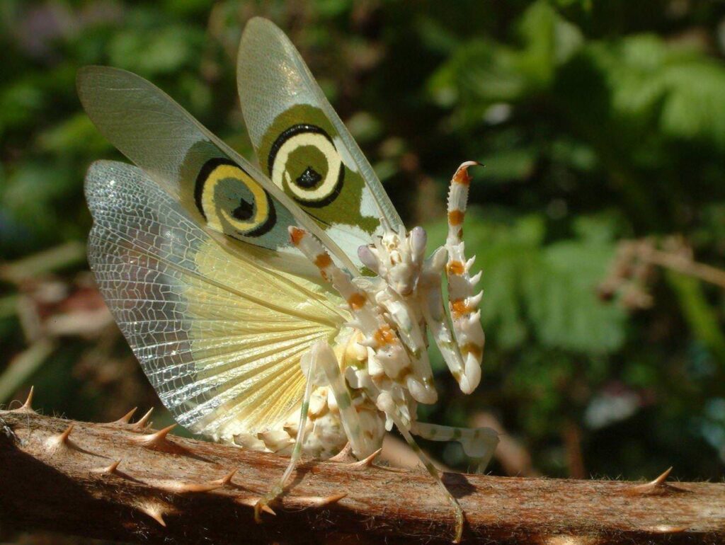 A mantis in a striking pose. This is the main image for the post praying mantis fun facts.