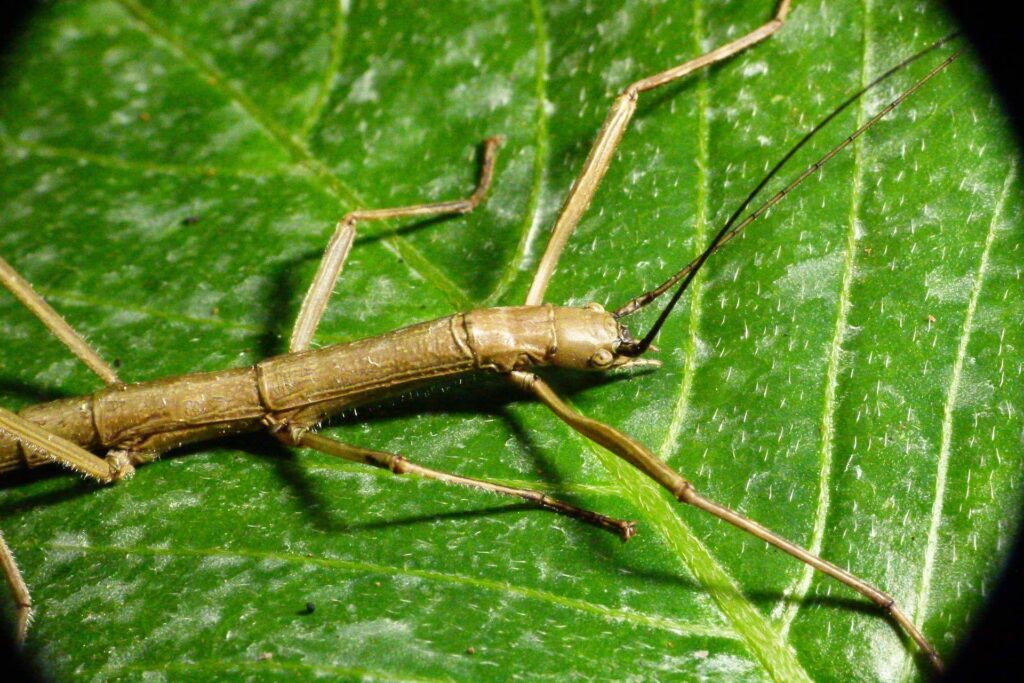 A stick insect on a leaf.