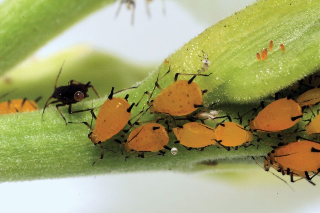 a group of orange aphids on a plant.