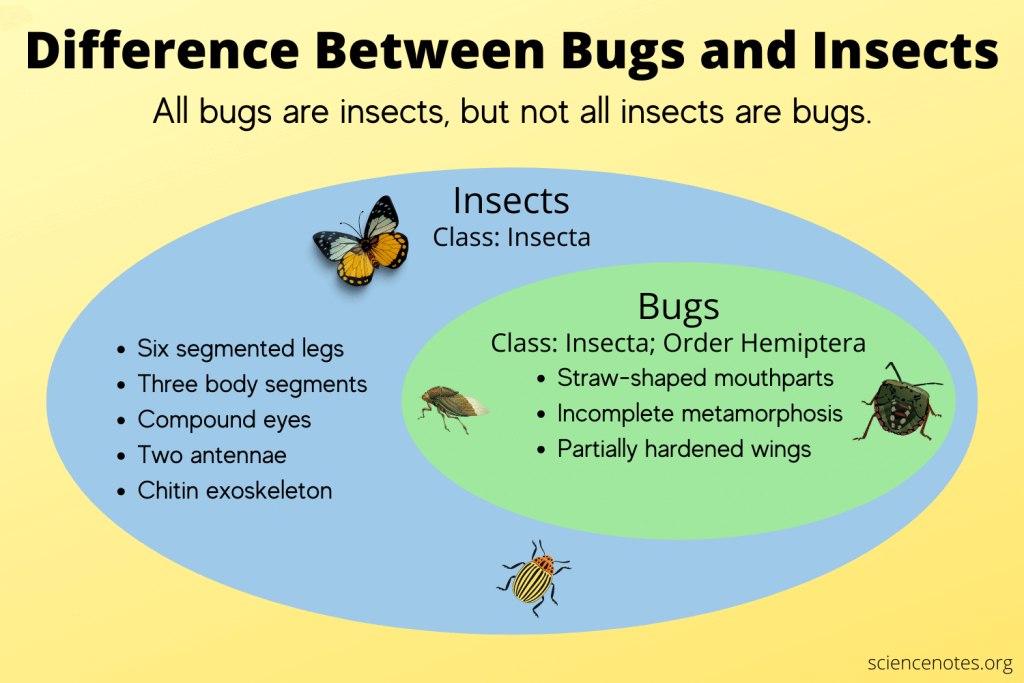 The difference between bugs and insects in a helpful venn diagram