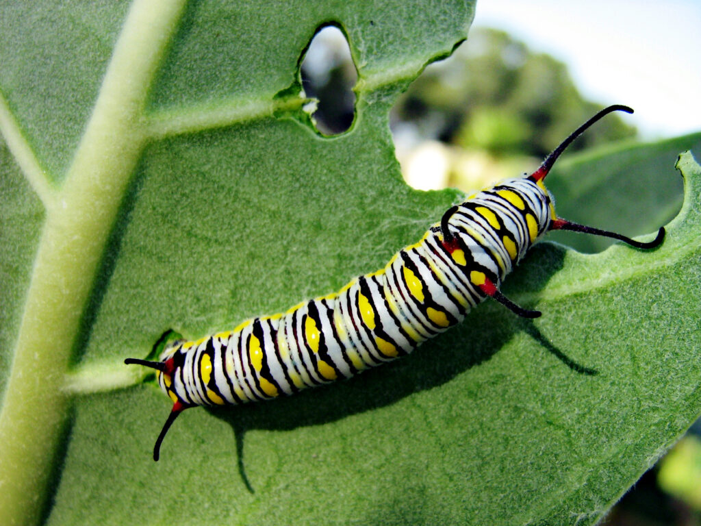 A Monarch butterfly caterpillar eating a leaf.