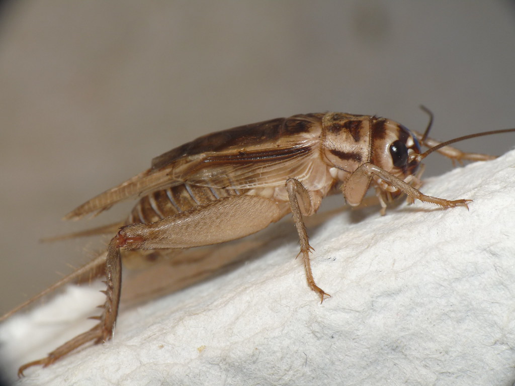 A brown feeder cricket.