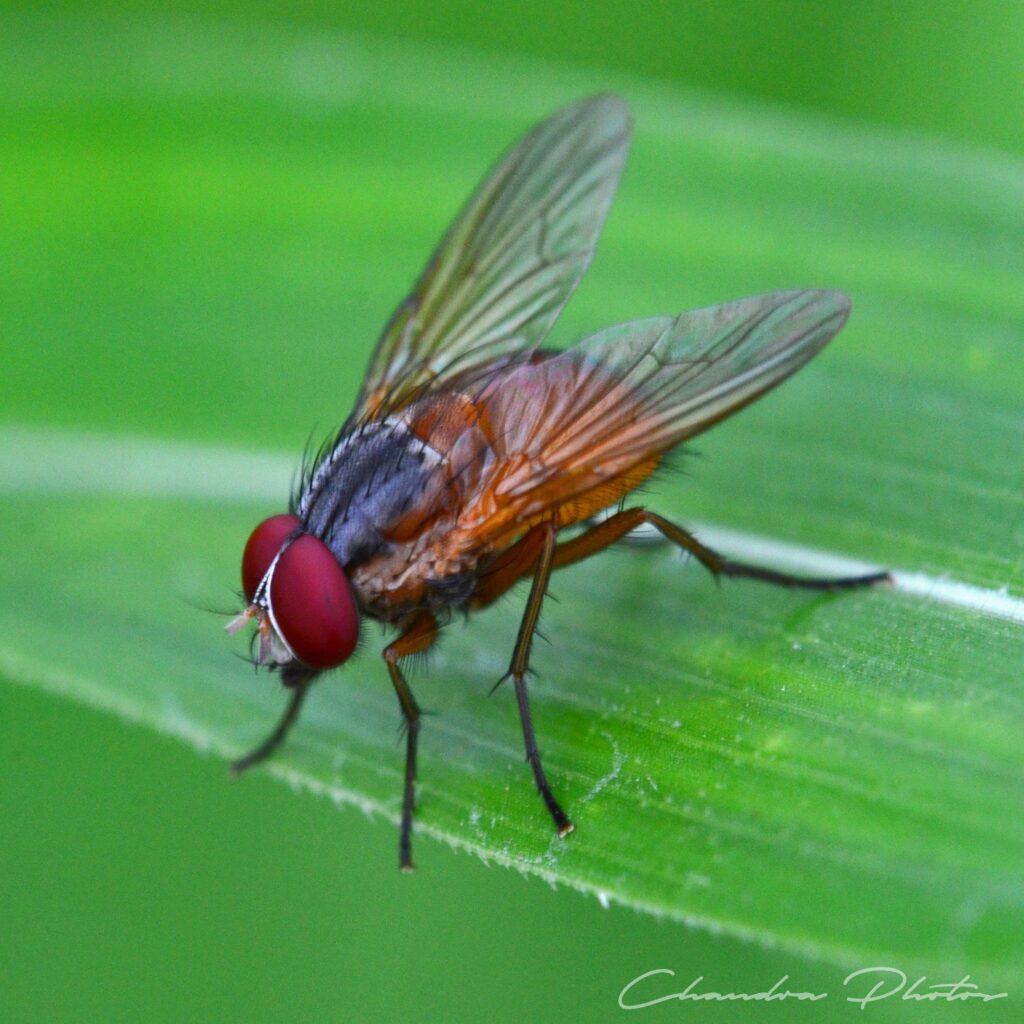 A housefly on a green plant.