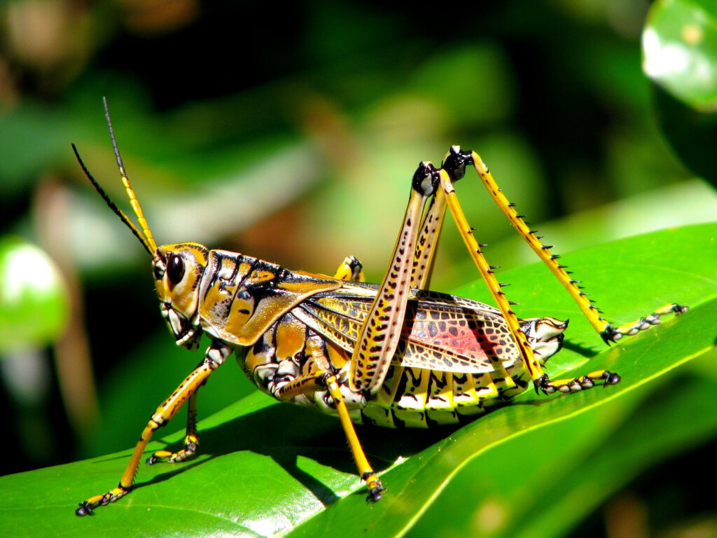 Learn grasshopper facts like about certain species like this eastern lubber grasshopper.