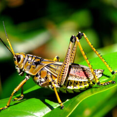 A bright colored grasshopper