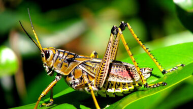 A bright colored grasshopper