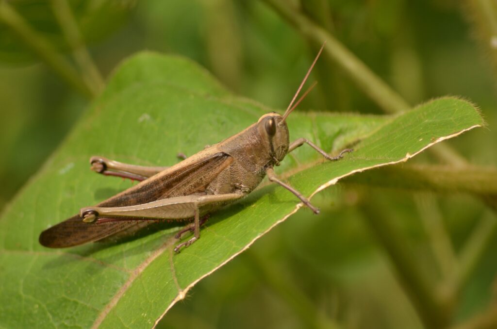 A brown grasshopper on a leaf.