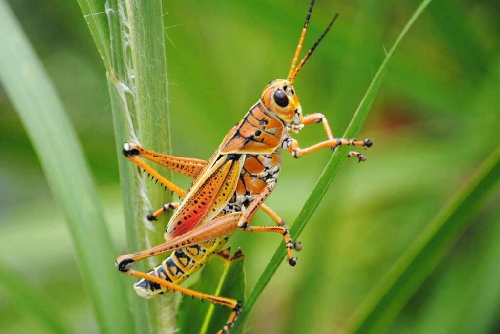 an orange and yellow grasshopper on a blade of brass.