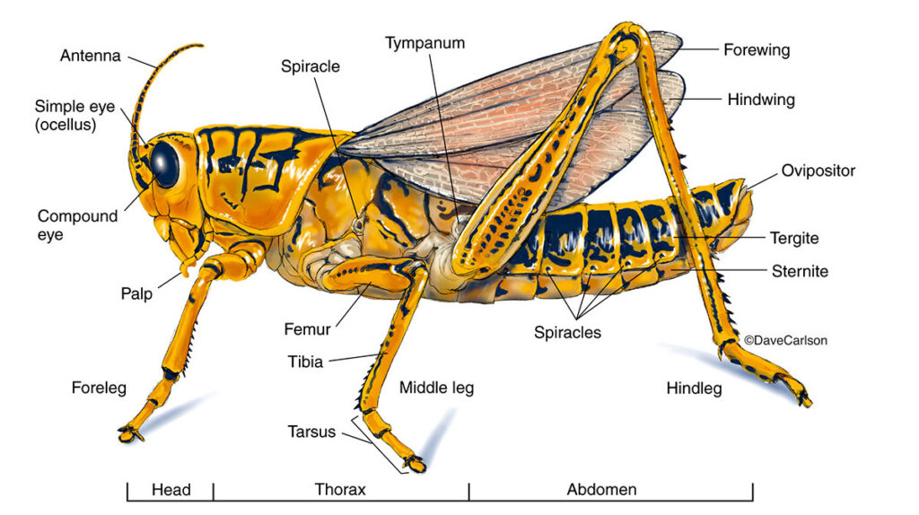 A chart of grasshopper anatomy and parts.