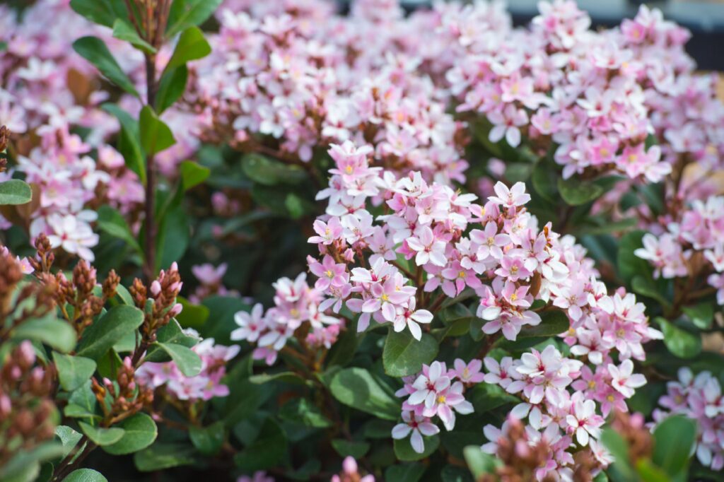 a green hawthorn shrub with light pink flowers.