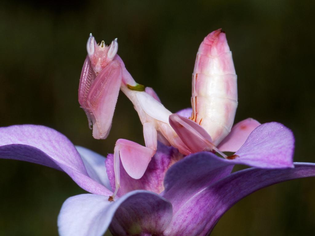 A pink Orchid praying Mantis.