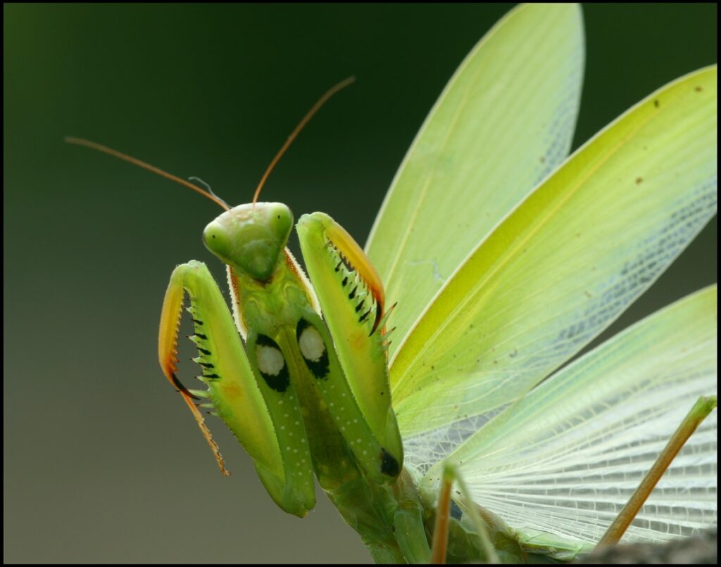 A green European praying mantis. 