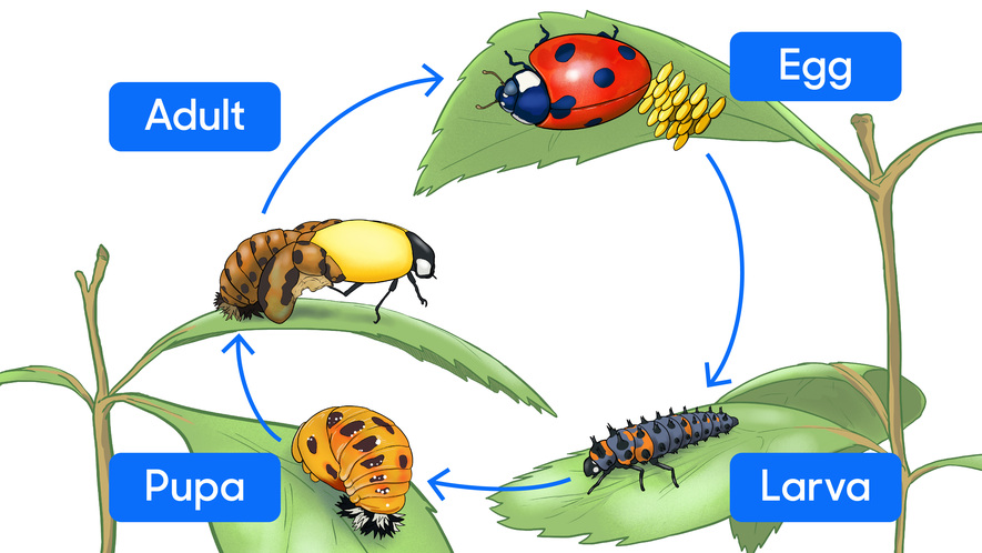 An illustrated chart of the life cycle of a ladybug.