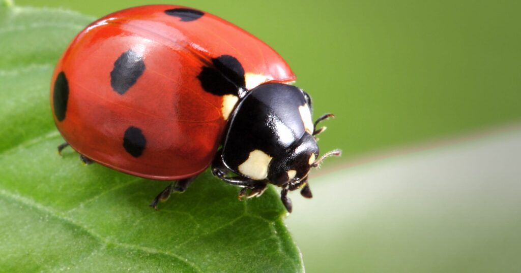 A red ladybug on top of a green leaf. Image for free worksheets for ladybug.