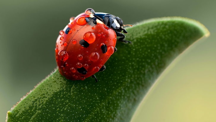 A red ladybug with black spots on a leaf with dewdrops on its back.