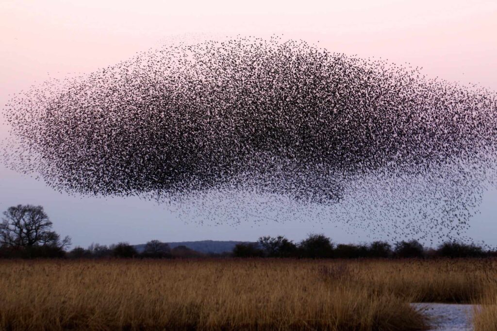 A massive locust swarm flying in the sky above grasslands.