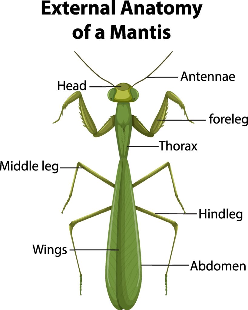 Chart of the external anatomy of a praying mantis.