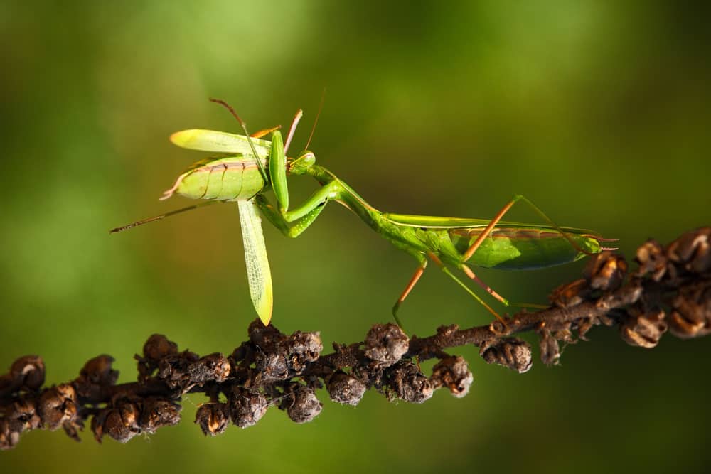 A mantis eating a green grasshopper on a brown branch.