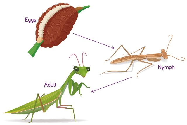 A simple illustrated chart of the praying mantis life cycle.