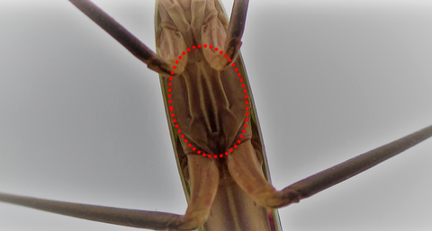 A mantis' tymphanate ear on the underside of its thorax.