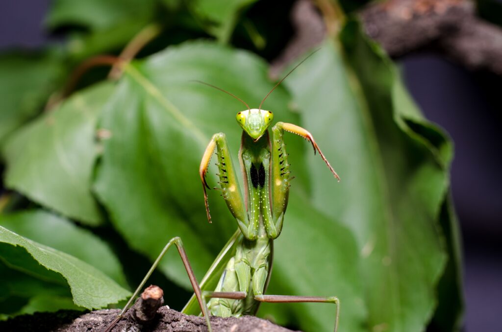 A green praying mantis with outstretched pincers on a branch.