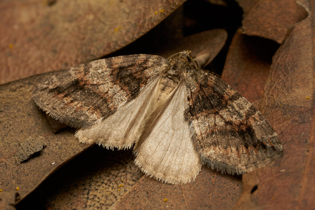 A brown moth on some dead, brown leaf foliage.