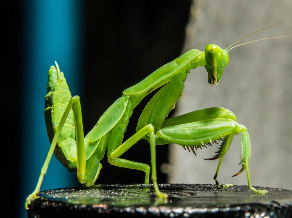 A green praying mantis.