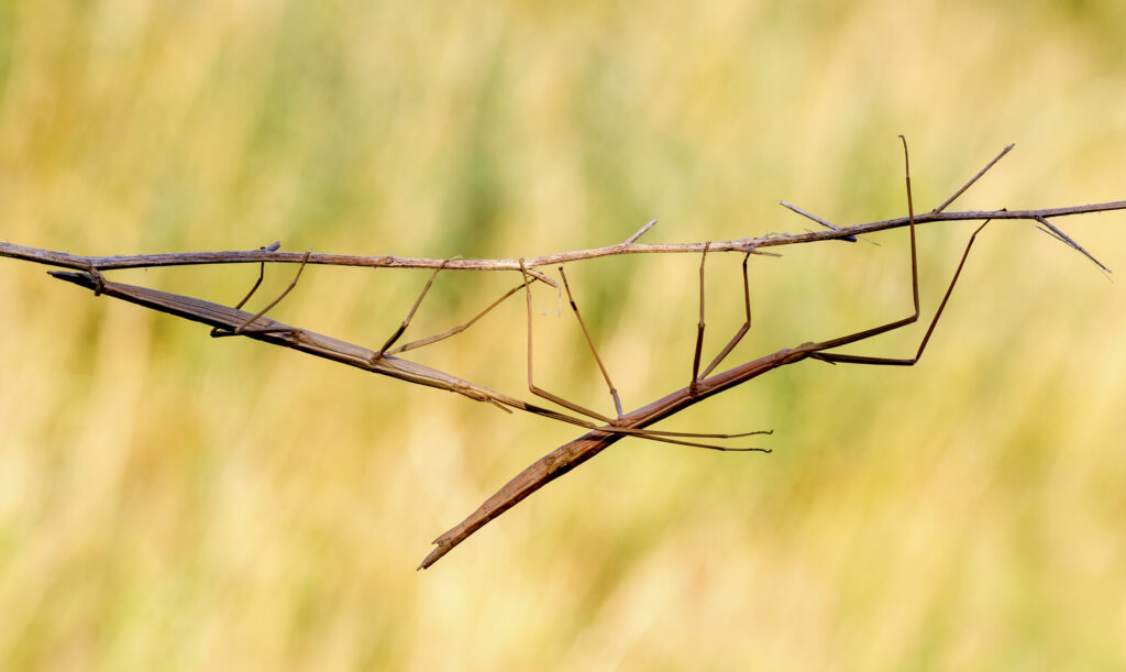 A brown stick bug hanging upside down on a stick.