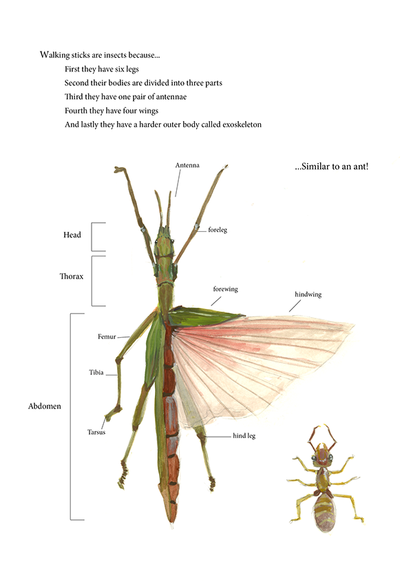 Illustrated chart of stick bug anatomy.