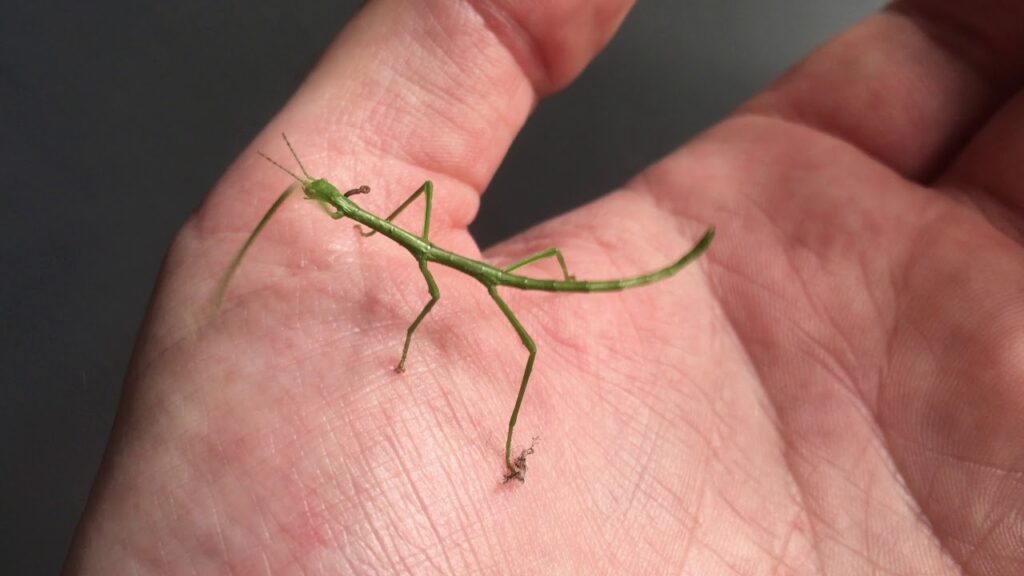 A green baby stick bug nymph on a the palm of a person's hand.