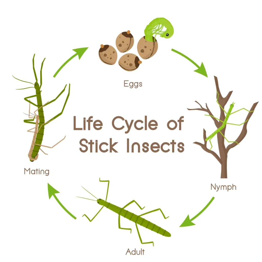 illustrated chart of the life cycle of a stick bug.