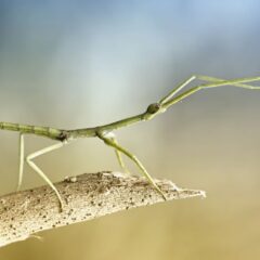 A stick bug on a twig. This is the featured image of this post.