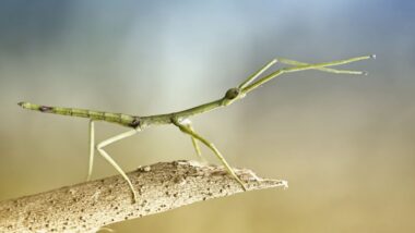 A stick bug on a twig. This is the featured image of this post.