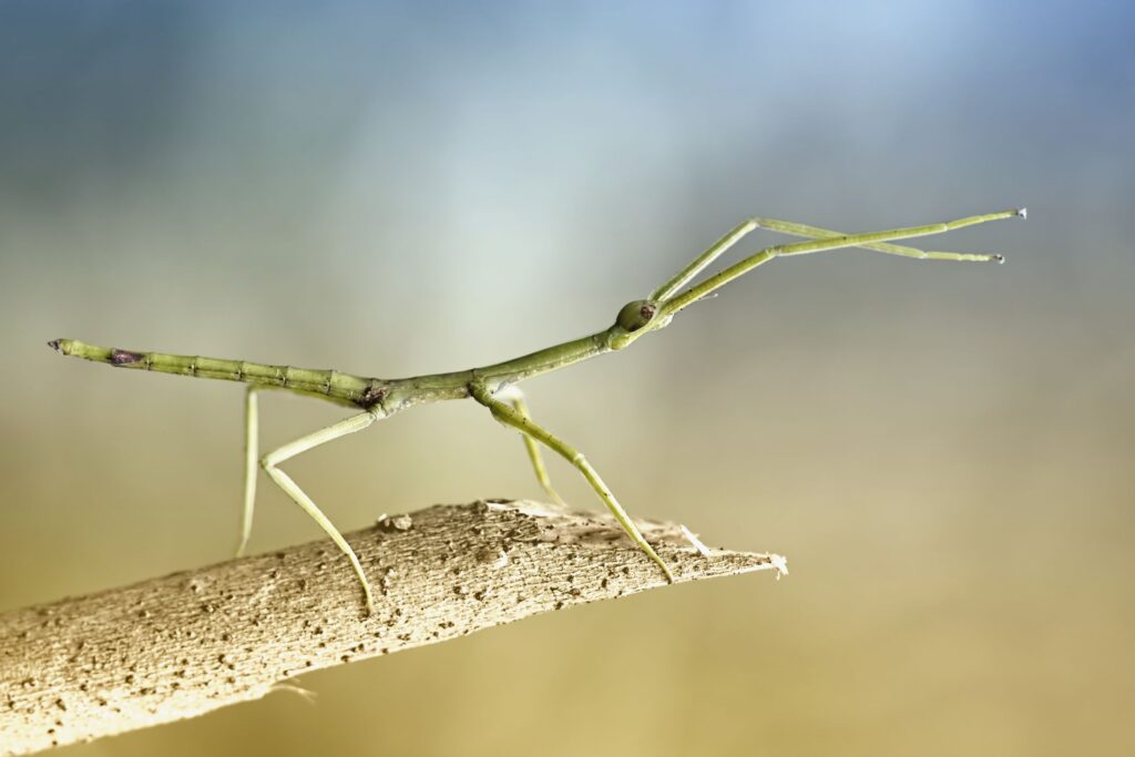 A stick bug pet that is on a twig. This is the main feature image of this article.