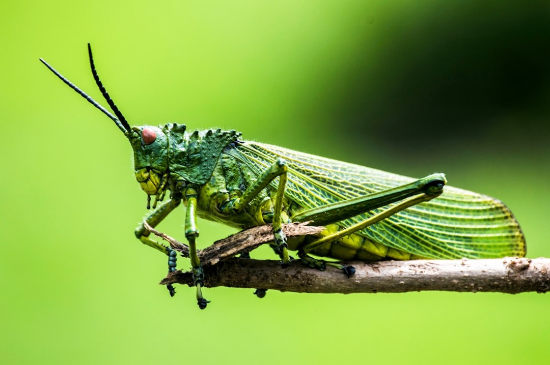  a green pet grasshopper on a stick